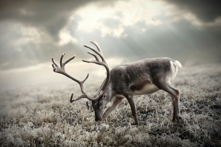 Reindeer In Tundra wallpaper