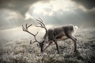 Kostenloses Reindeer In Tundra Wallpaper für Android, iPhone und iPad