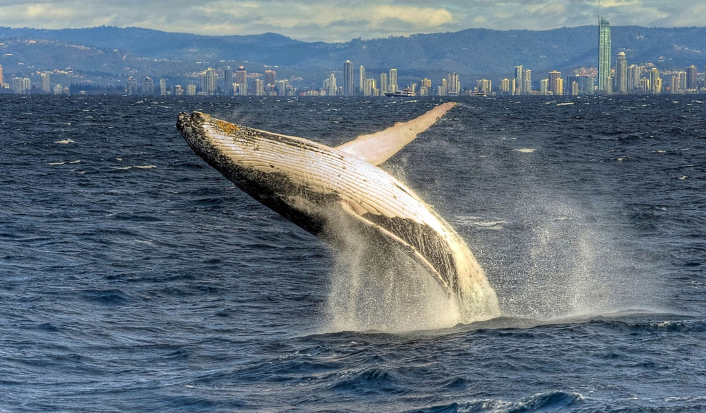 Sfondi Whale 1024x600