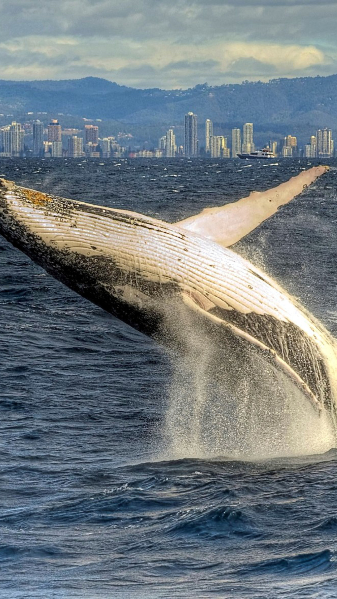 Whale wallpaper 1080x1920