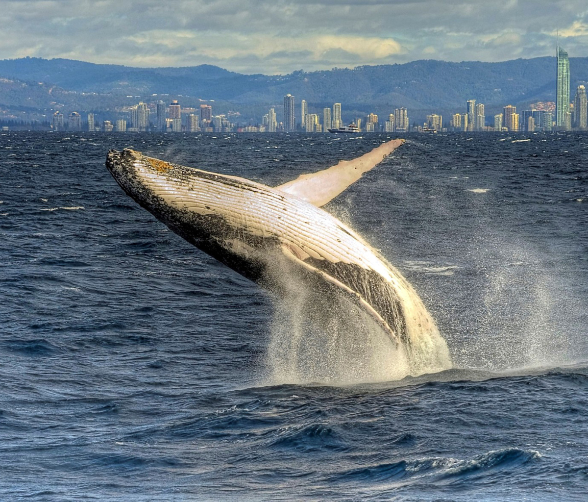 Fondo de pantalla Whale 1200x1024