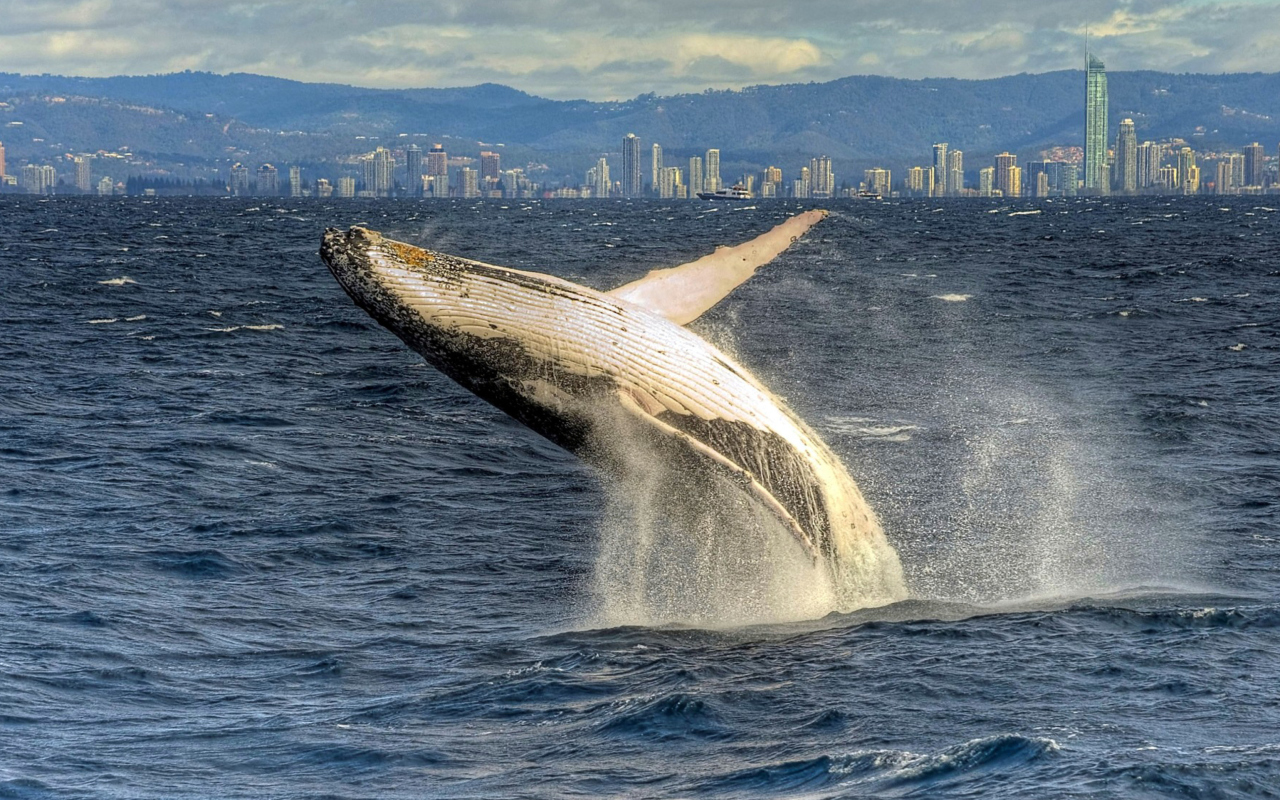 Whale wallpaper 1280x800