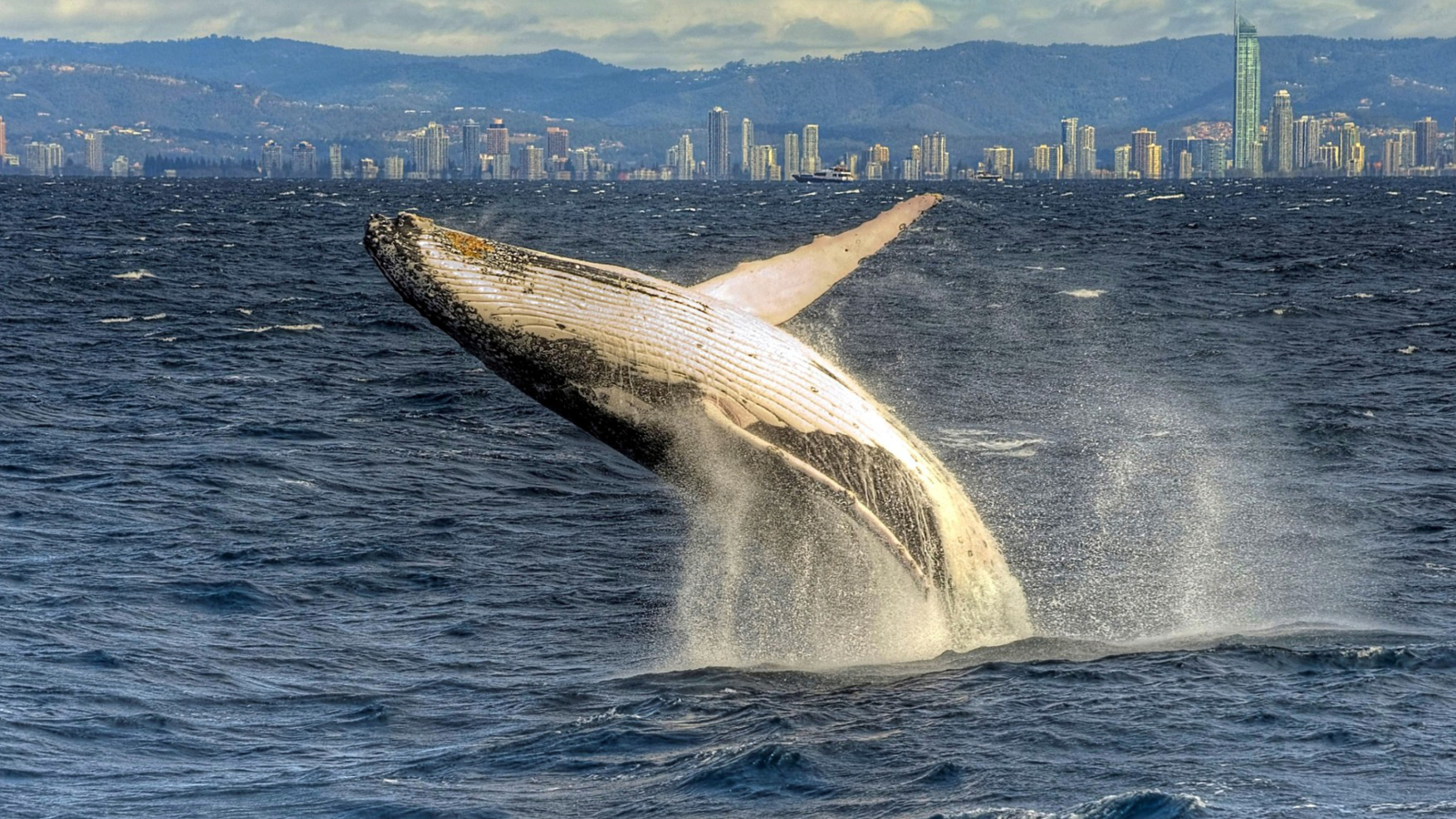 Whale screenshot #1 1600x900