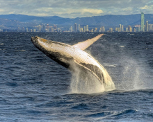 Sfondi Whale 220x176