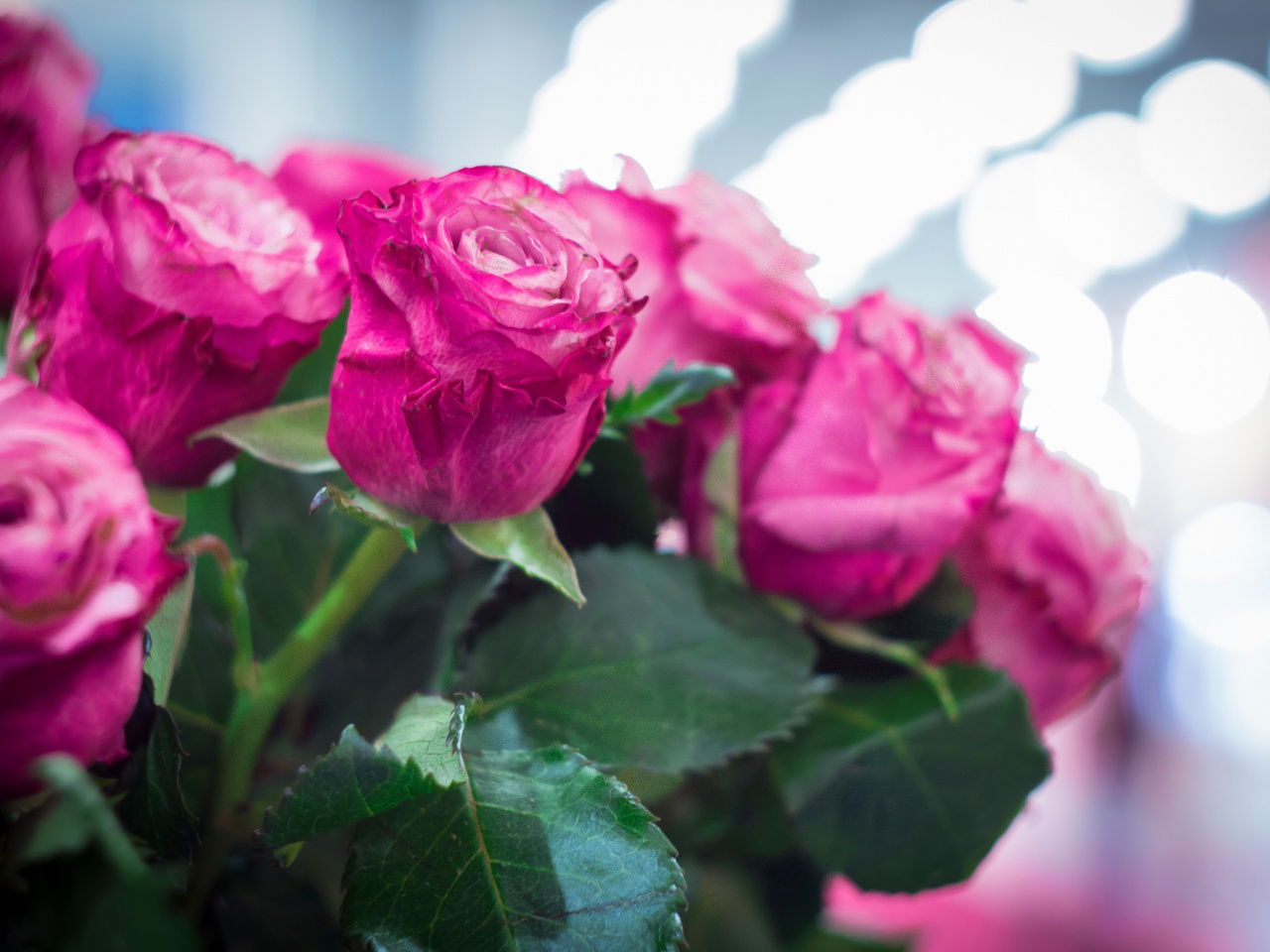 Pink Roses Bokeh wallpaper 1280x960