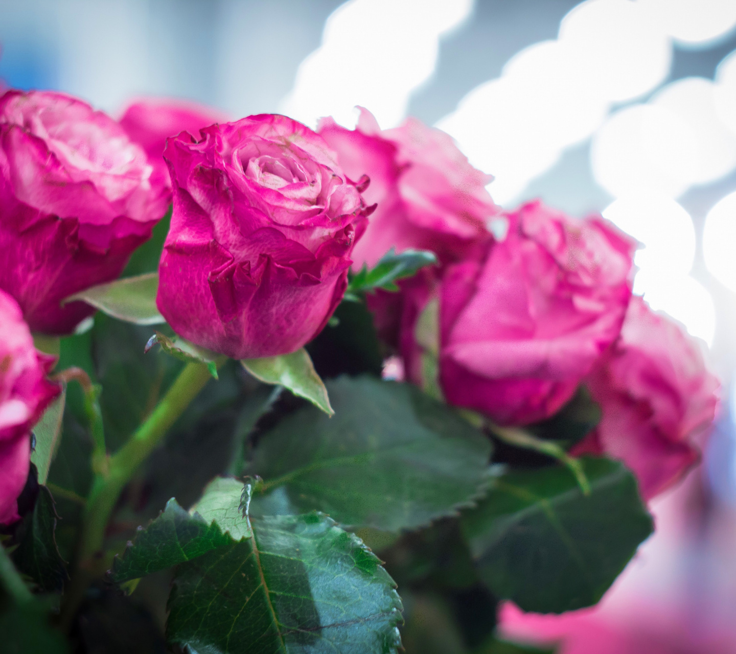 Sfondi Pink Roses Bokeh 1440x1280