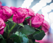 Sfondi Pink Roses Bokeh 176x144