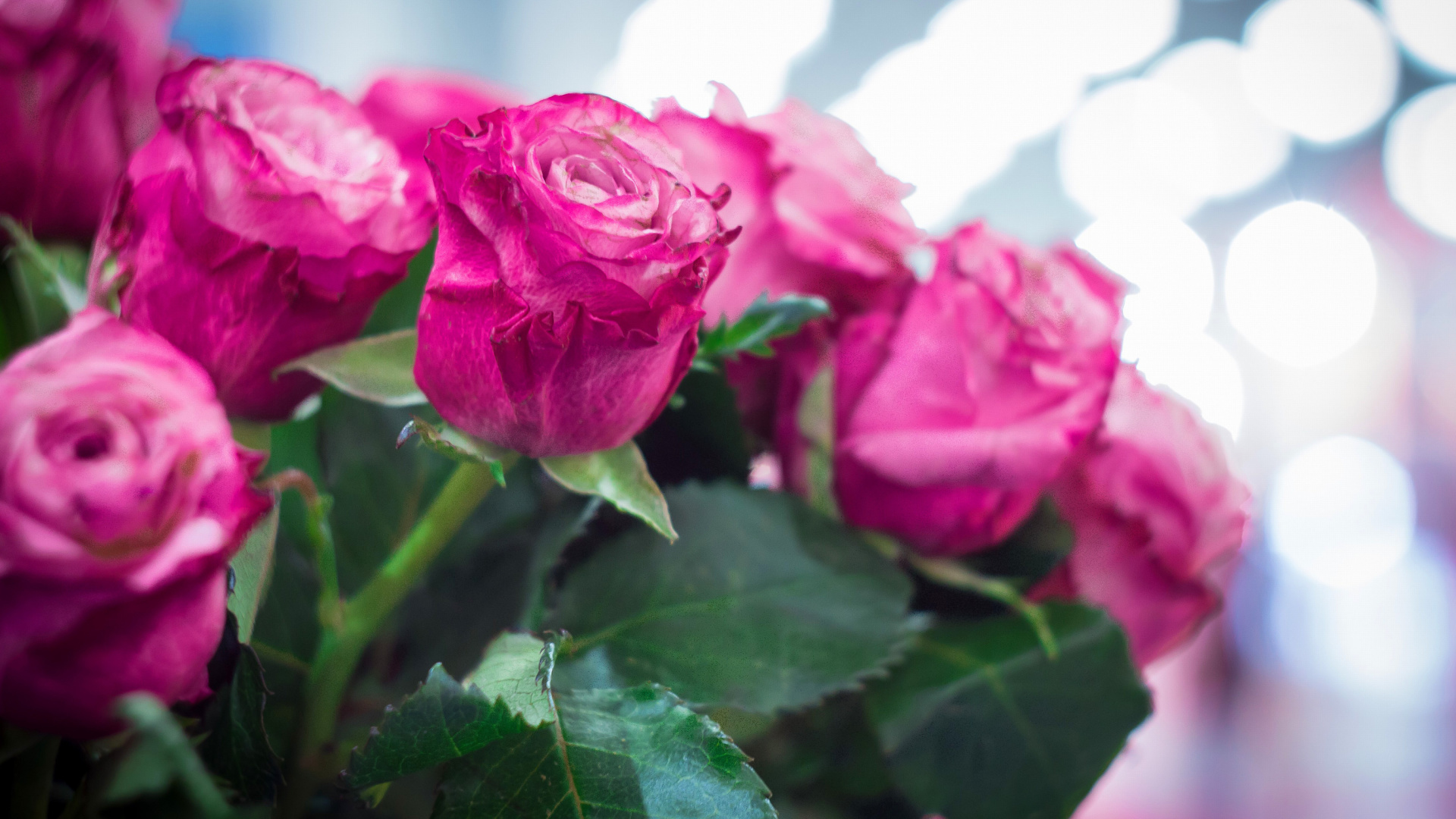 Das Pink Roses Bokeh Wallpaper 1920x1080