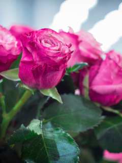 Das Pink Roses Bokeh Wallpaper 240x320