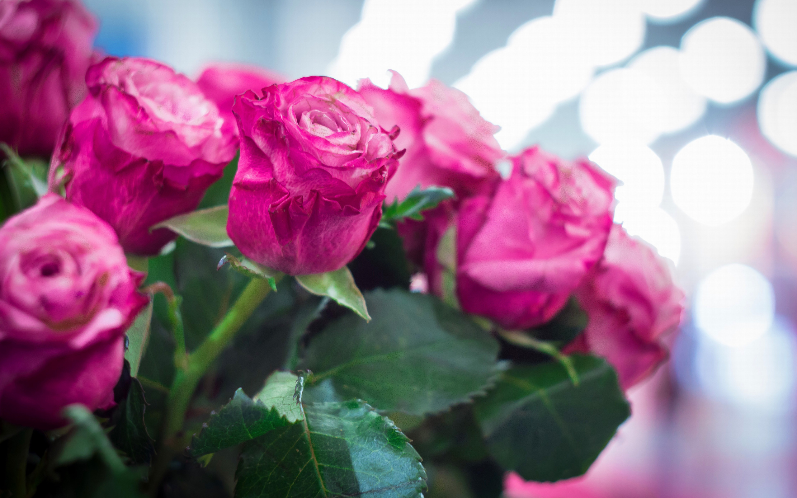 Screenshot №1 pro téma Pink Roses Bokeh 2560x1600