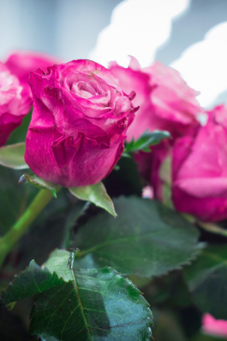 Das Pink Roses Bokeh Wallpaper 320x480