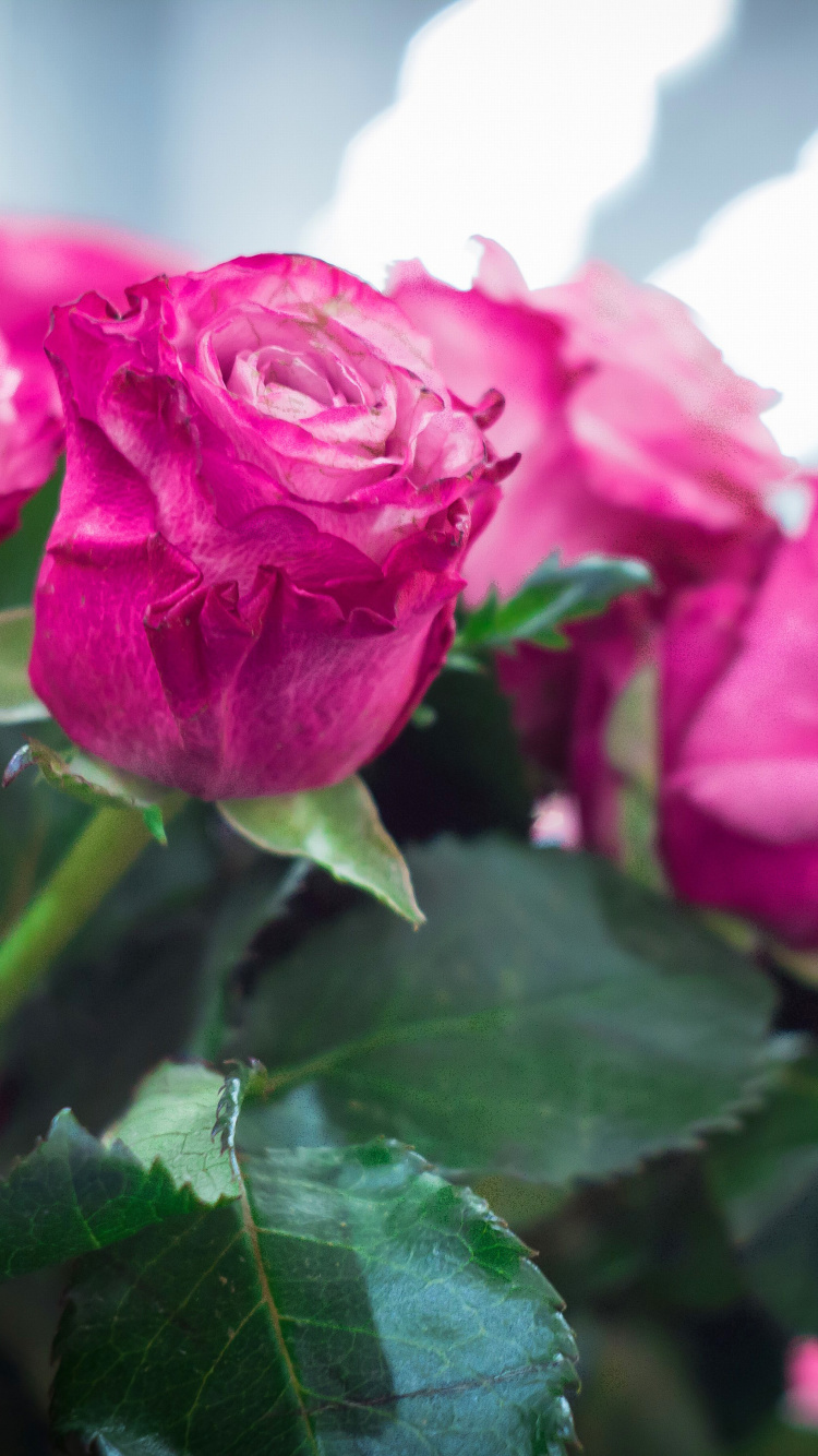 Обои Pink Roses Bokeh 750x1334