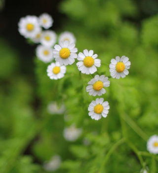 Daisies - Obrázkek zdarma pro iPad mini 2