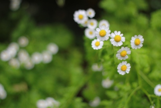 Daisies - Obrázkek zdarma pro 2880x1920