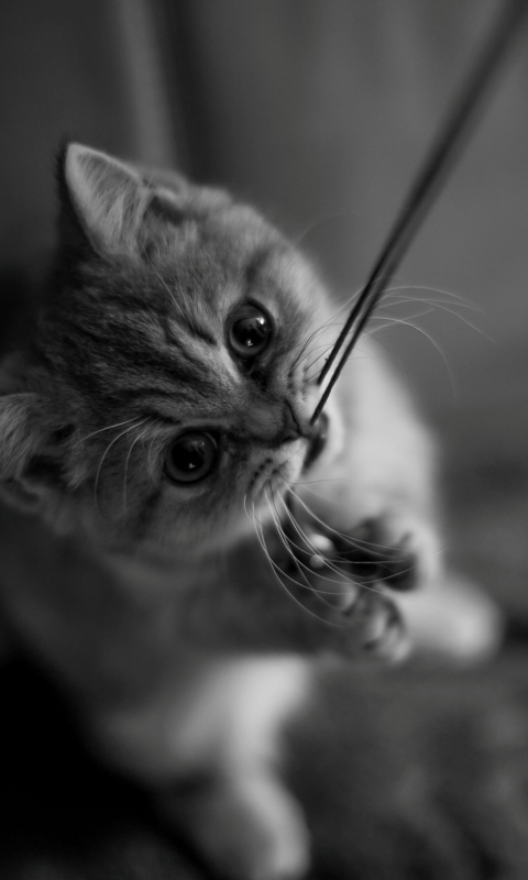 Kitten Playing Game wallpaper 480x800