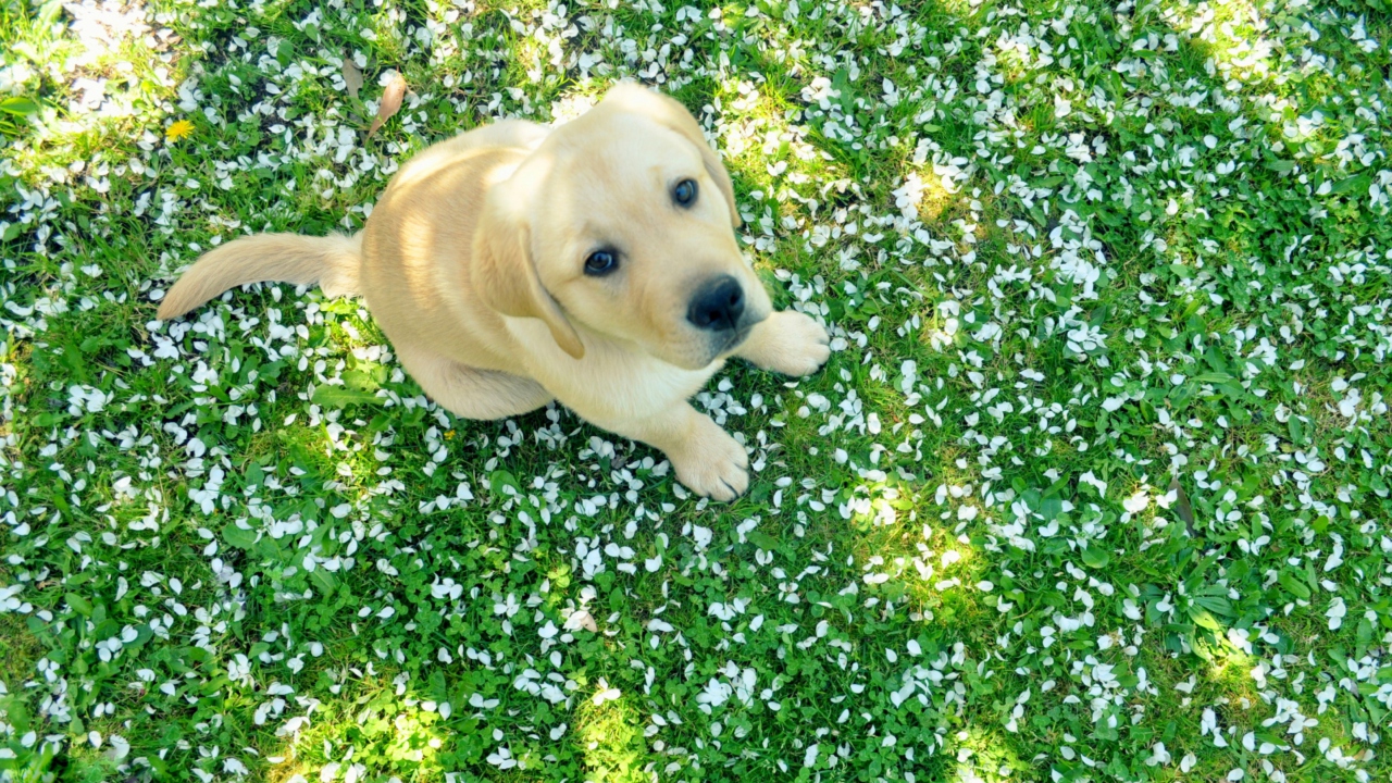 Sfondi Dog On Green Grass 1280x720