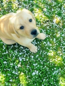 Dog On Green Grass screenshot #1 132x176