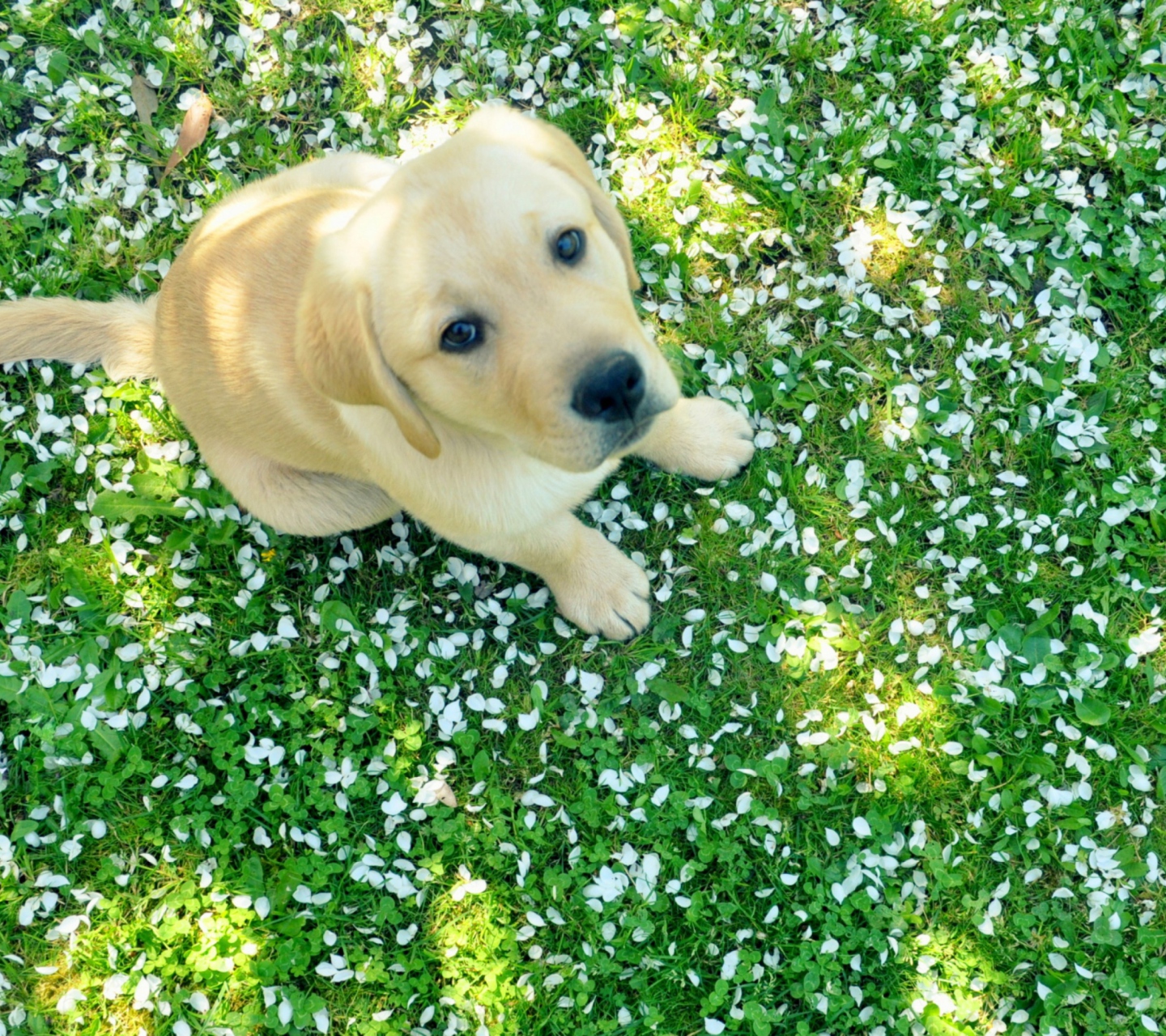 Fondo de pantalla Dog On Green Grass 1440x1280
