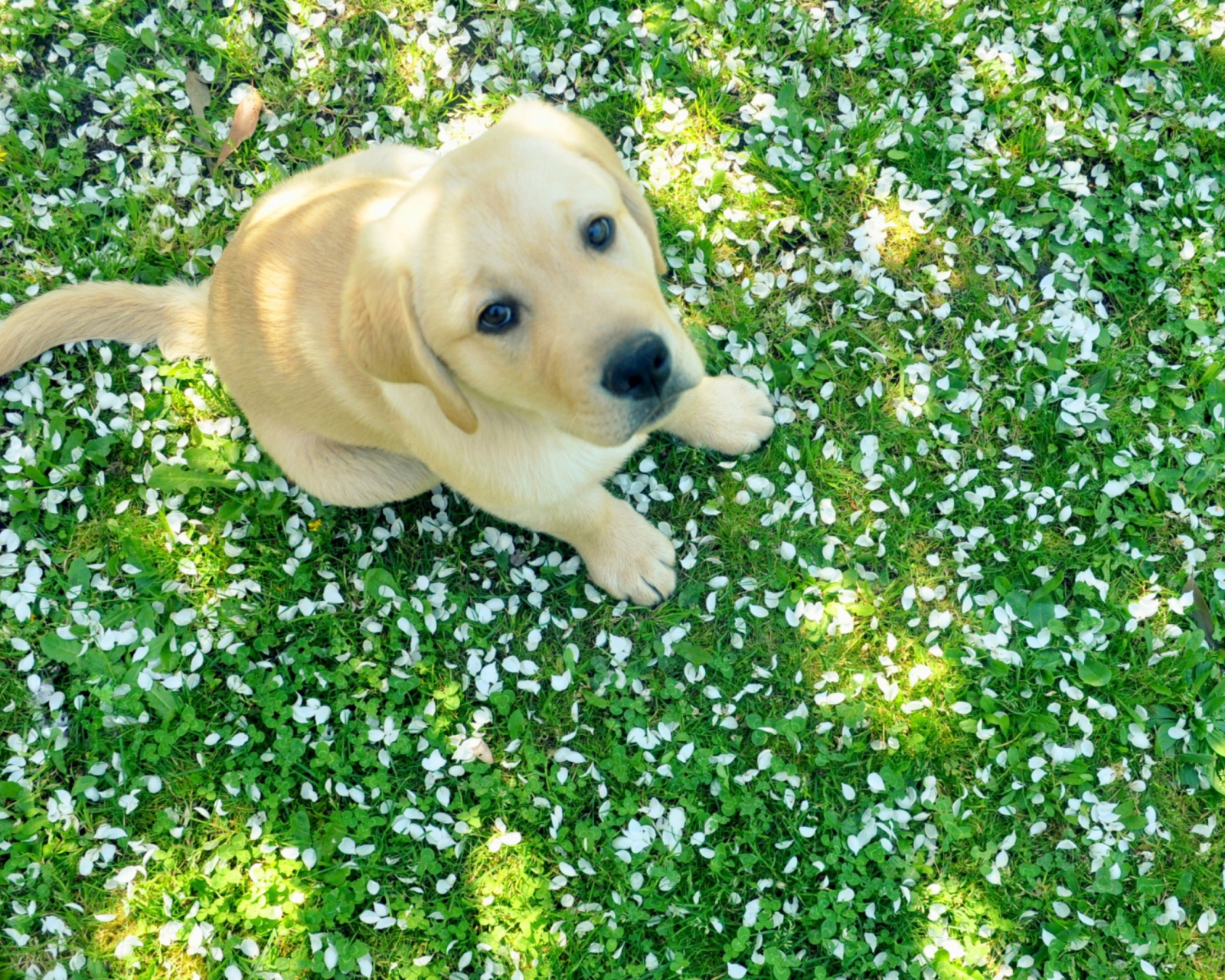Sfondi Dog On Green Grass 1600x1280