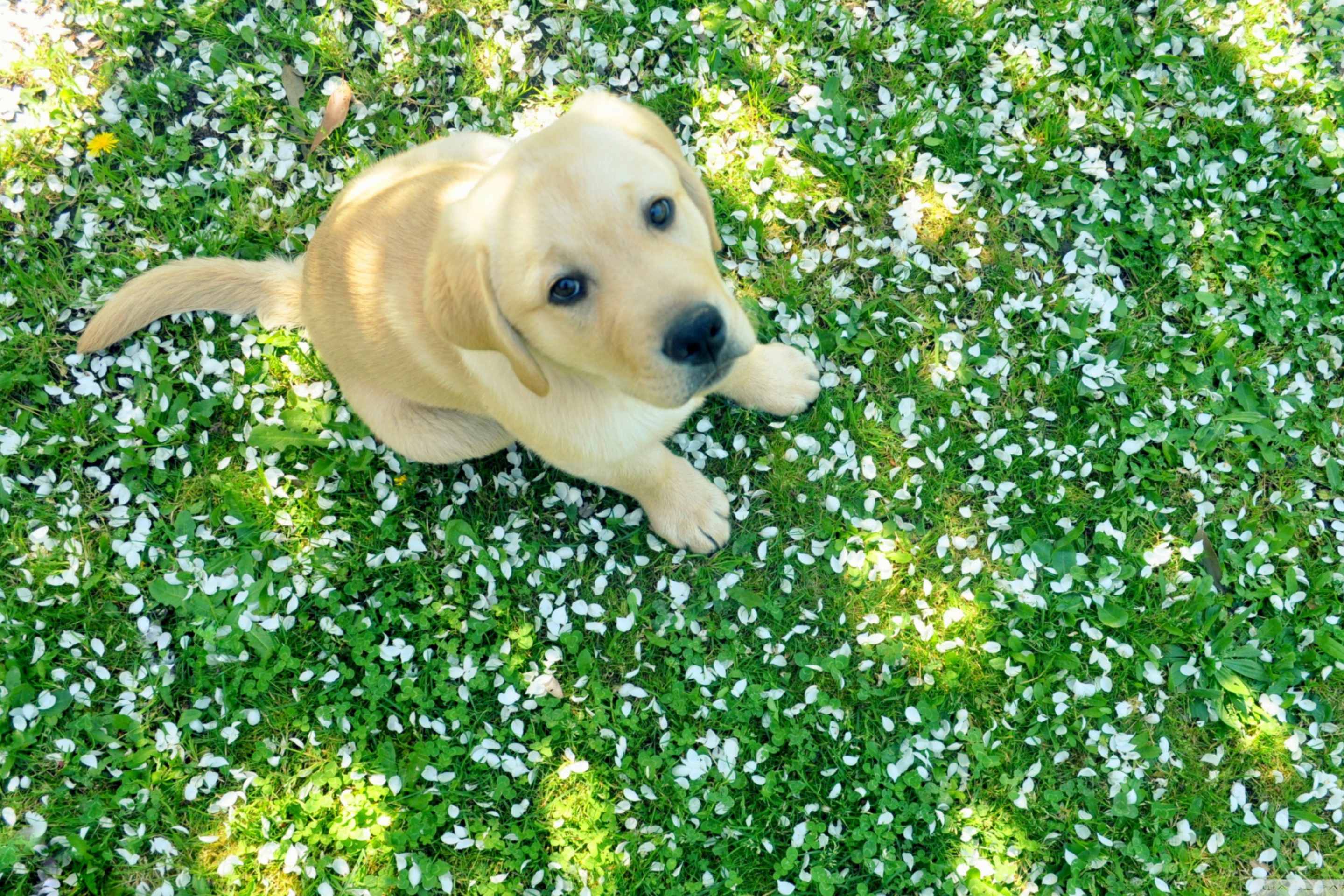 Dog On Green Grass wallpaper 2880x1920