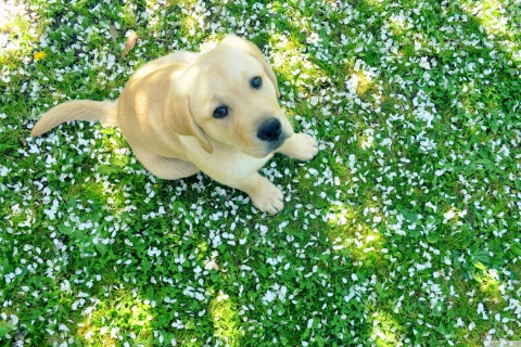 Das Dog On Green Grass Wallpaper 480x320