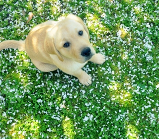 Kostenloses Dog On Green Grass Wallpaper für 1024x1024