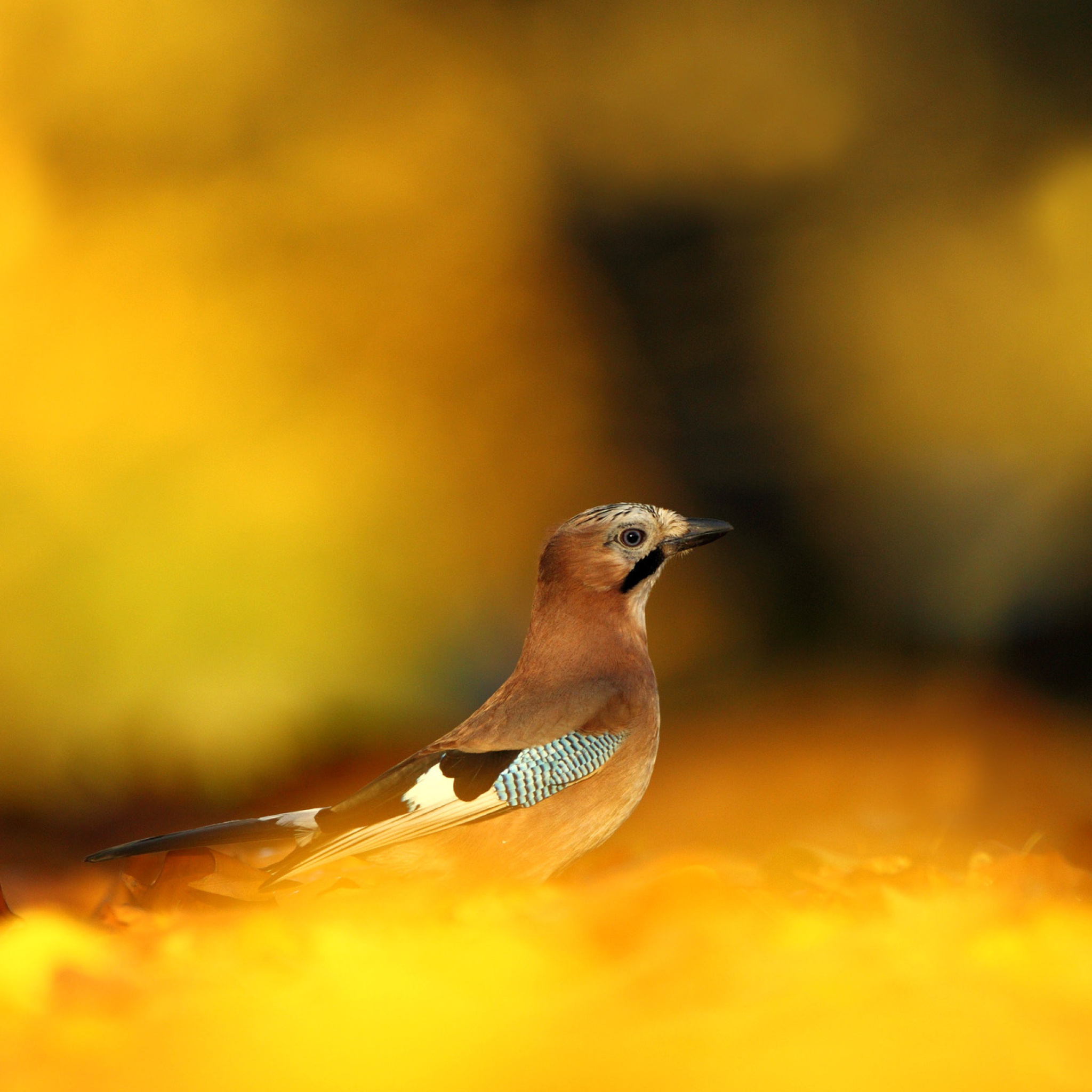 Fondo de pantalla Eurasian Jay Bird 2048x2048