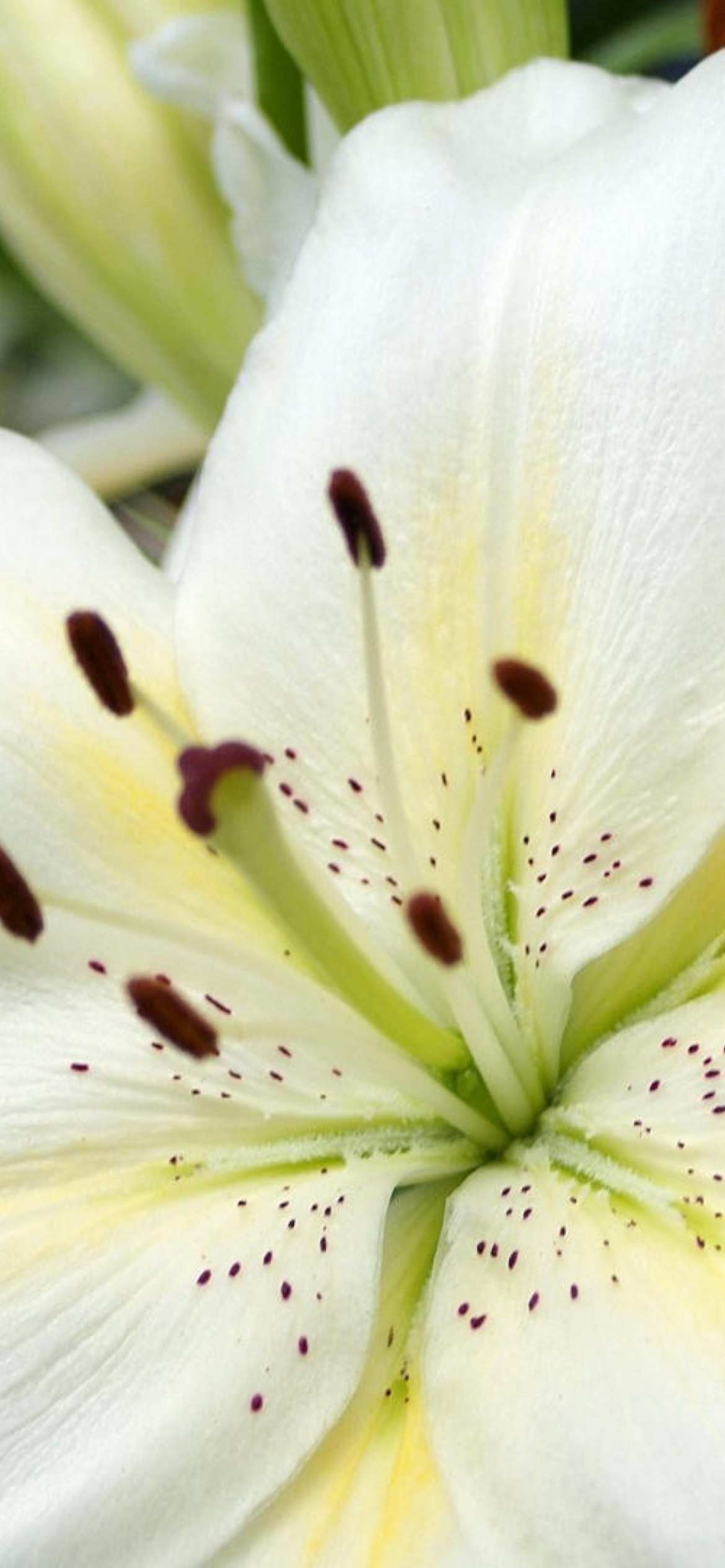 Обои White Lilies 1170x2532