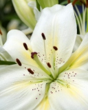 Screenshot №1 pro téma White Lilies 128x160