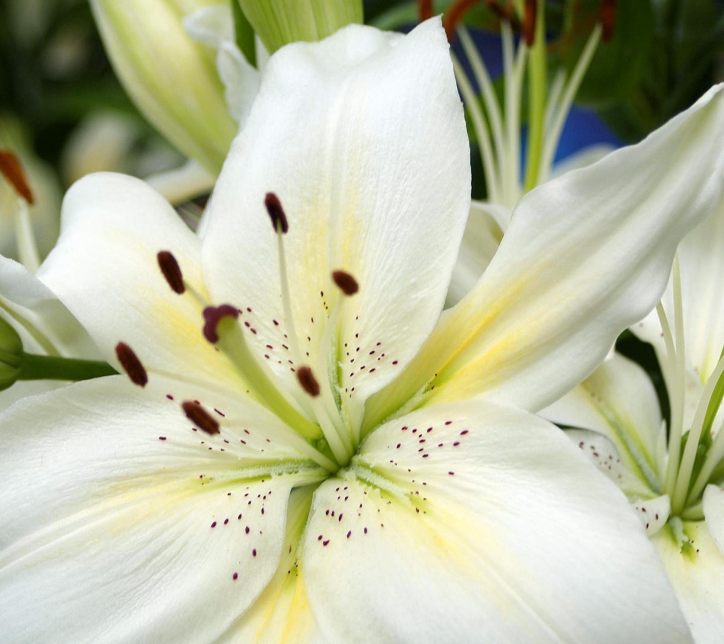 Обои White Lilies 1440x1280