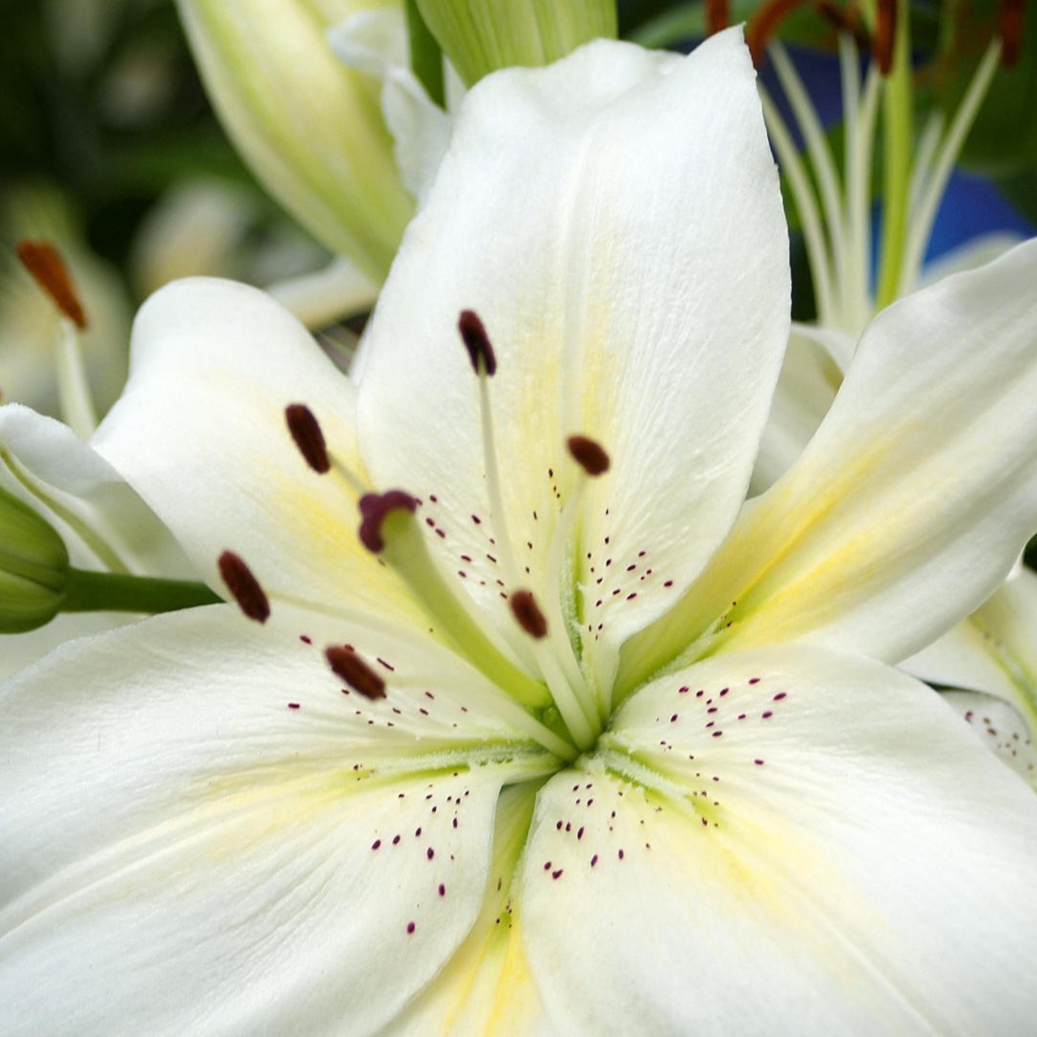 Sfondi White Lilies 2048x2048
