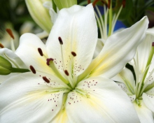 Sfondi White Lilies 220x176