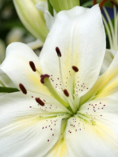 Обои White Lilies 240x320