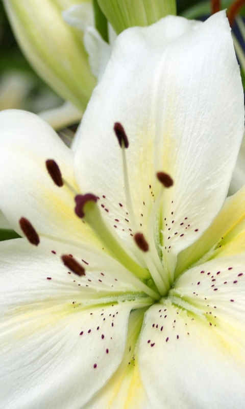 Fondo de pantalla White Lilies 480x800