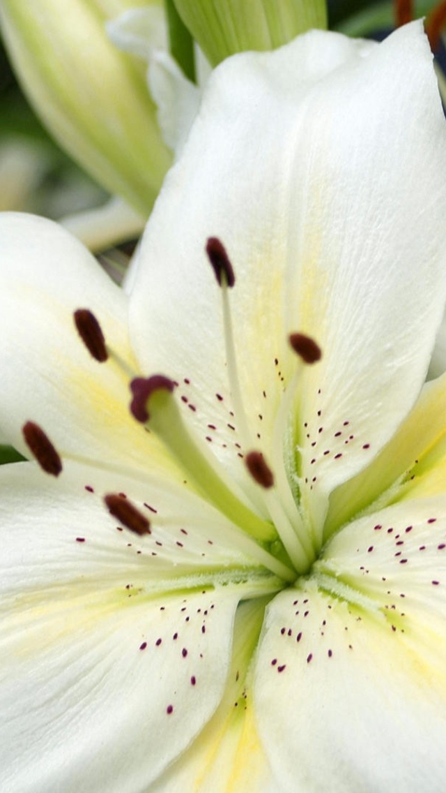 Fondo de pantalla White Lilies 640x1136