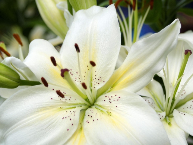 Обои White Lilies 640x480
