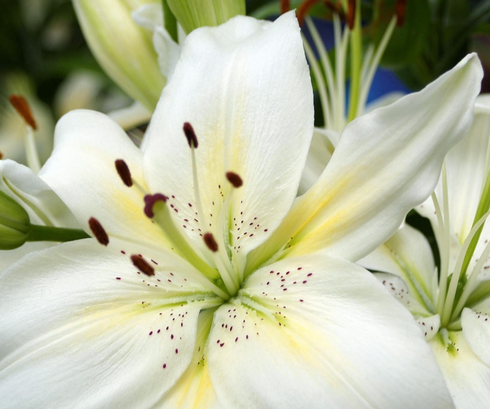 Fondo de pantalla White Lilies 960x800