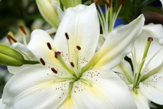 White Lilies - Obrázkek zdarma 