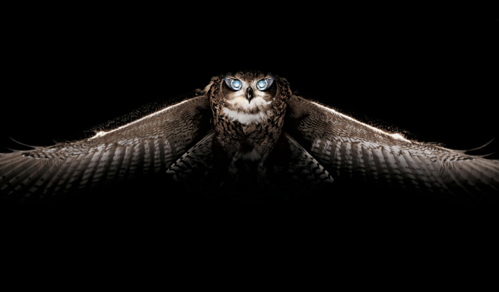 Das Owl Wallpaper 1024x600