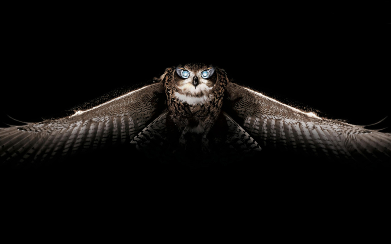 Fondo de pantalla Owl 1280x800