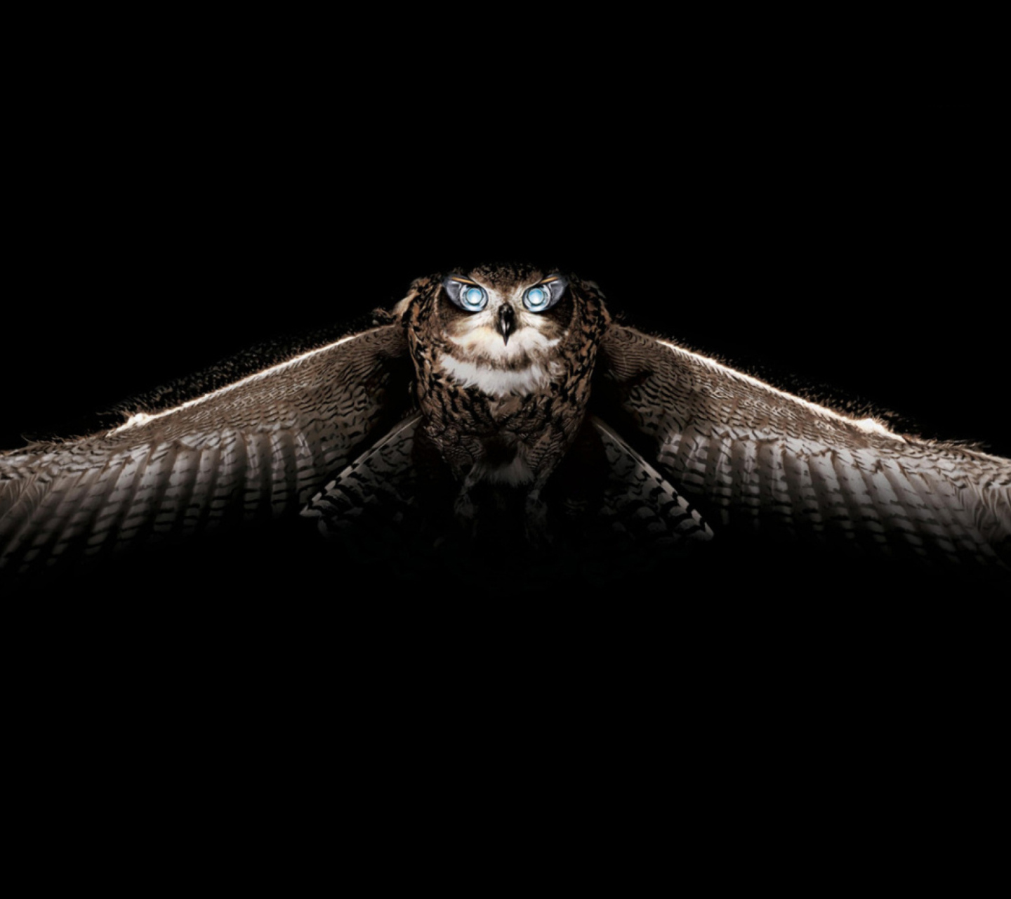 Fondo de pantalla Owl 1440x1280