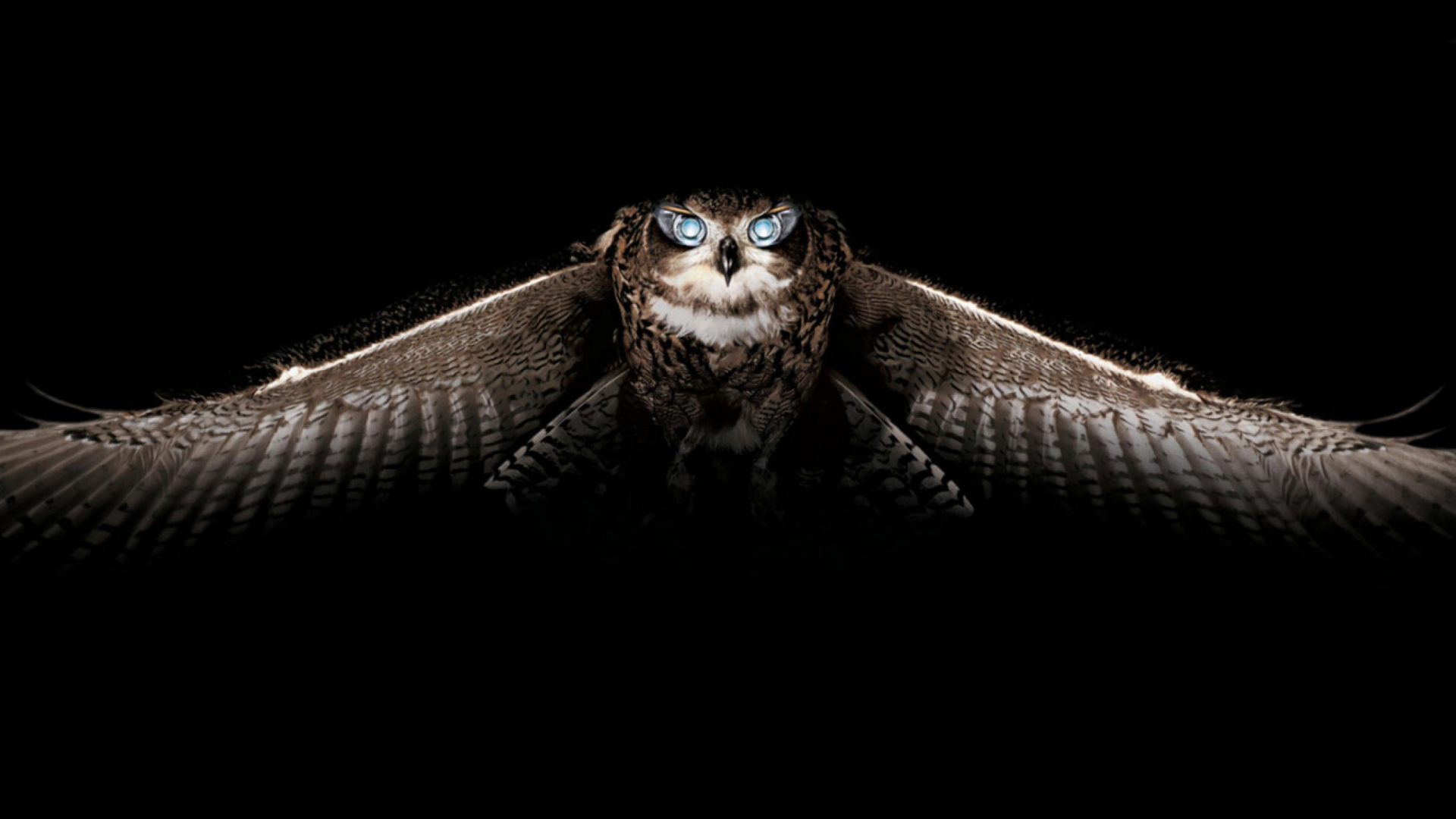 Fondo de pantalla Owl 1920x1080