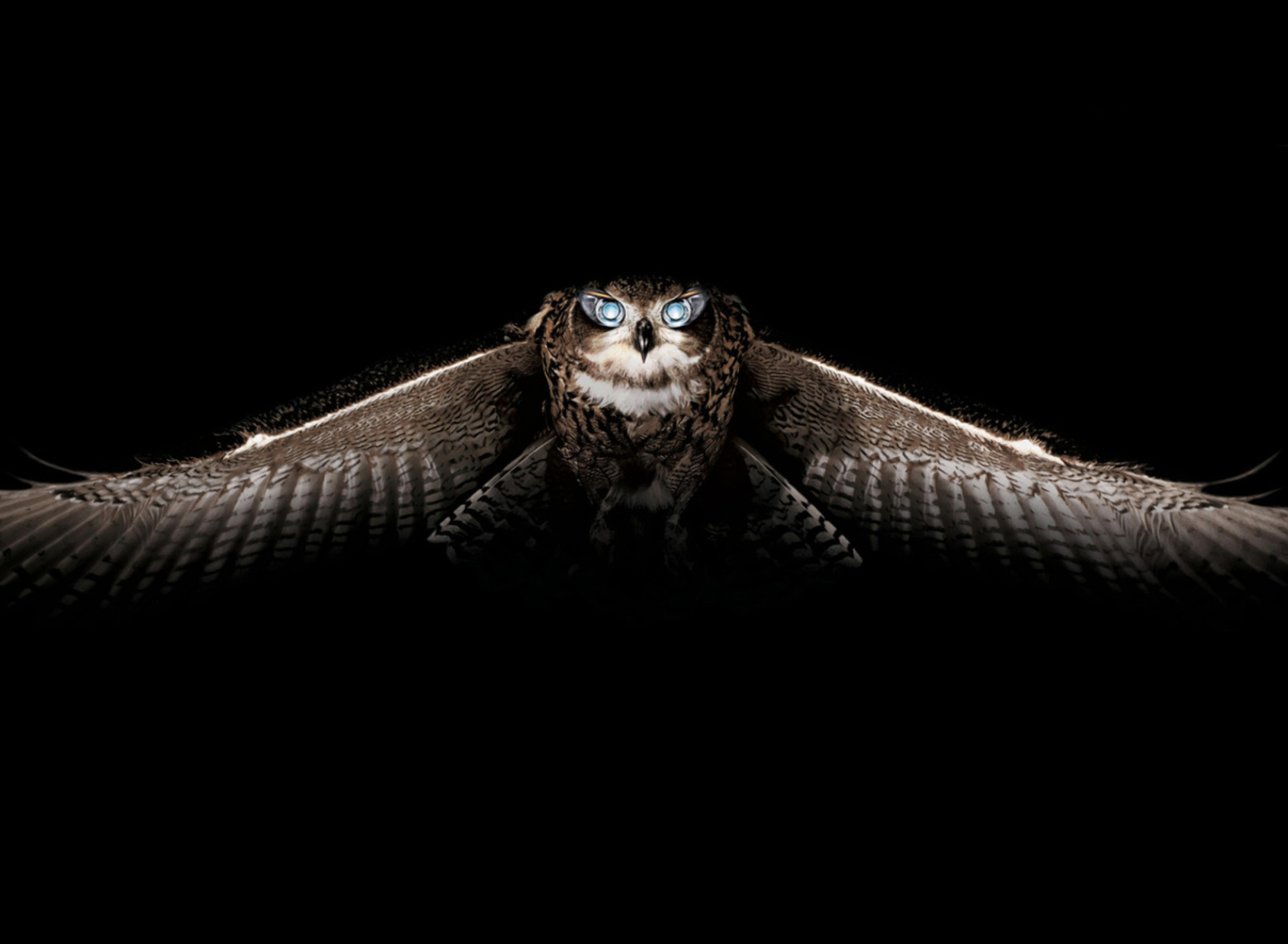 Owl wallpaper 1920x1408