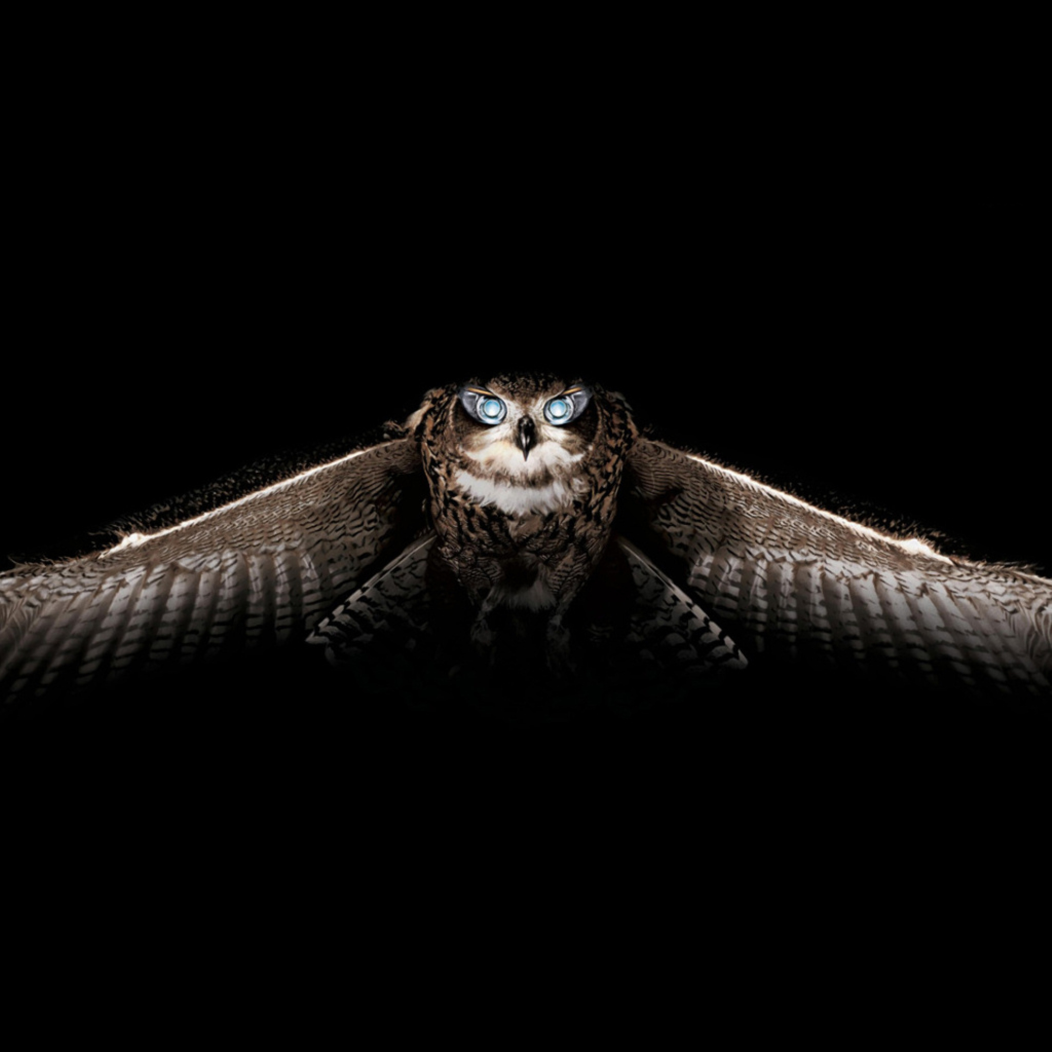 Fondo de pantalla Owl 2048x2048