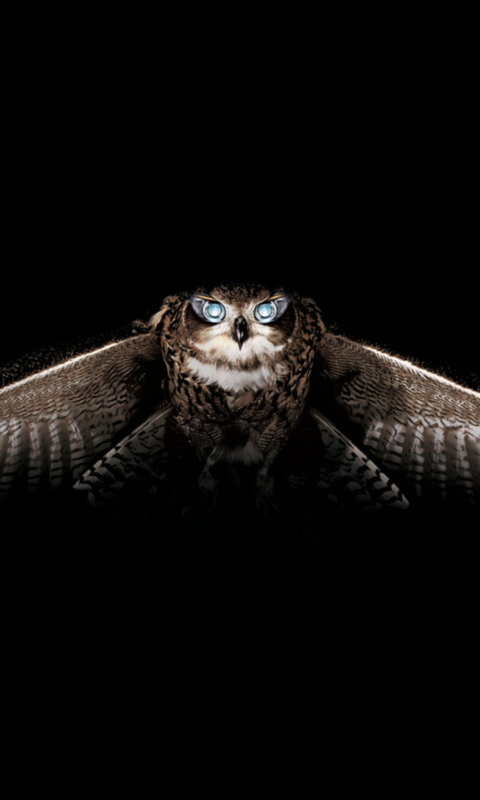 Fondo de pantalla Owl 480x800
