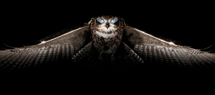 Das Owl Wallpaper 720x320