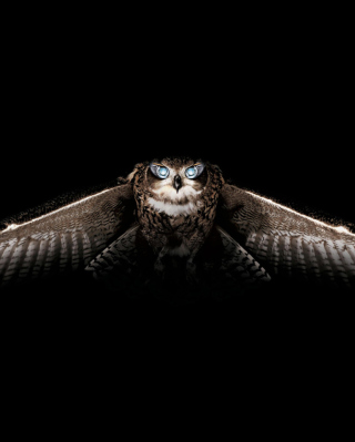 Owl - Obrázkek zdarma pro HTC Pure