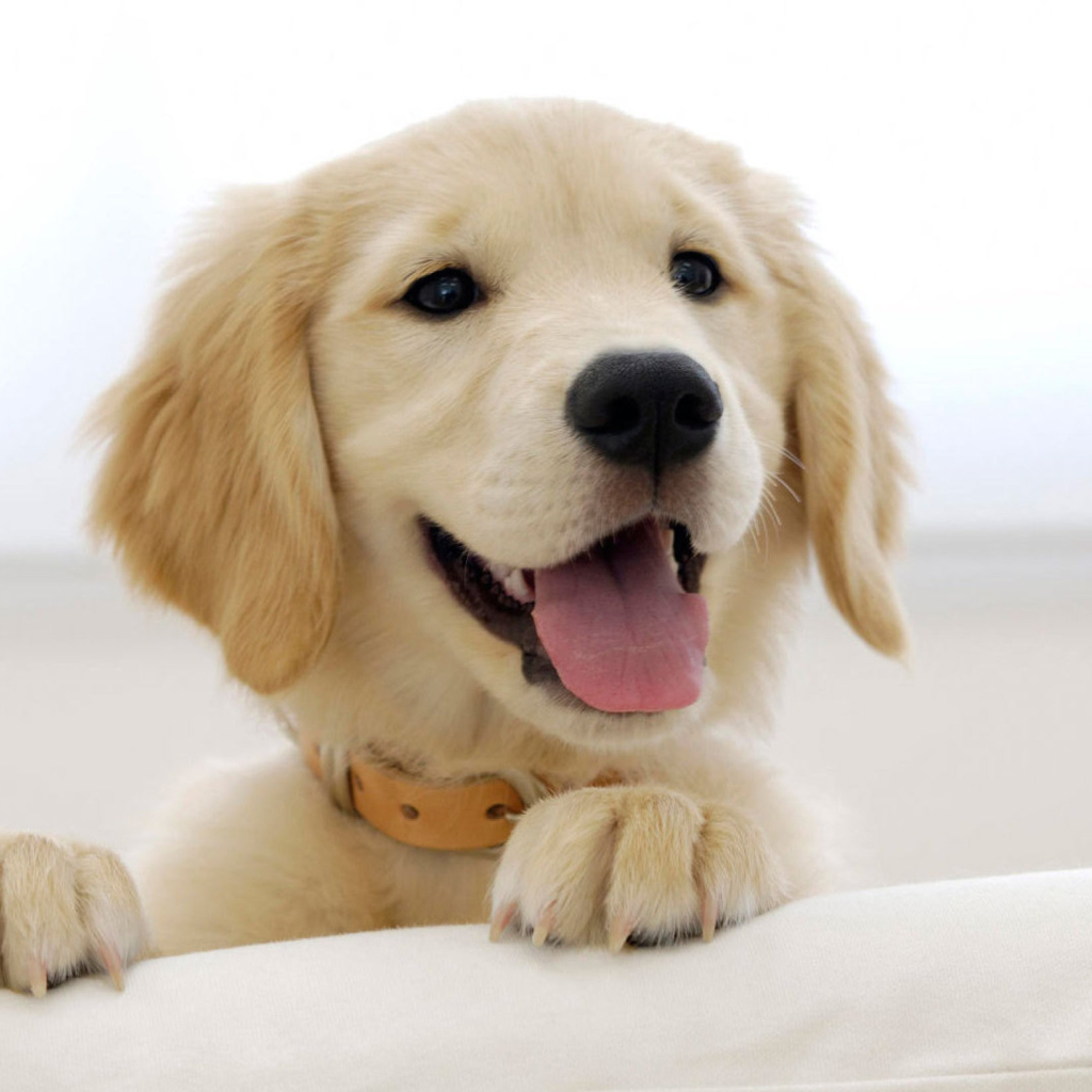 Cute Smiling Puppy screenshot #1 1024x1024