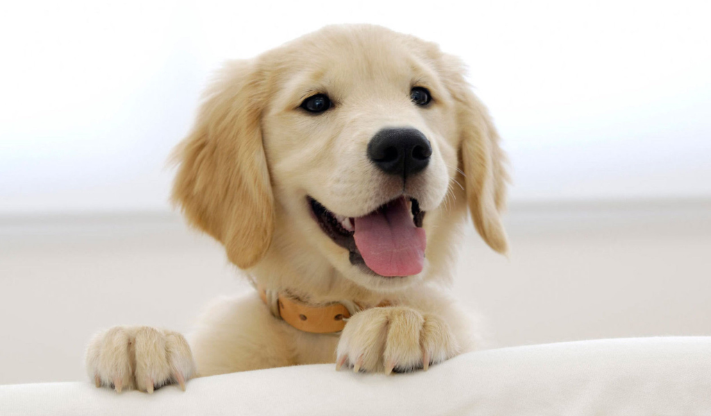 Sfondi Cute Smiling Puppy 1024x600