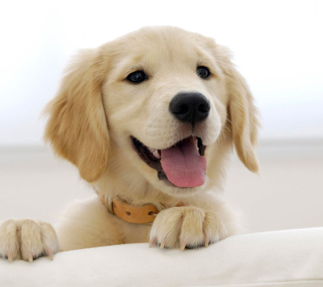 Das Cute Smiling Puppy Wallpaper 1080x960